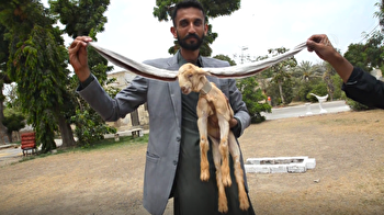 Goat makes world record of having longest ears, owner says