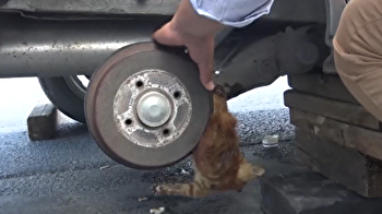 Poor kitten trapped in parked car’s tire rim rescued by safety officer in Türkiye