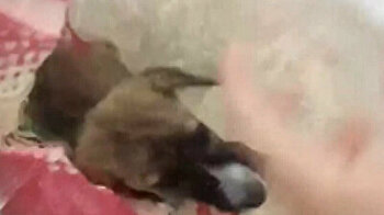 Teens rescue injured puppies found inside sealed bag in Türkiye's Manisa