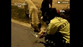 Turkish police shares Ramadan meal with street dogs in Antalya