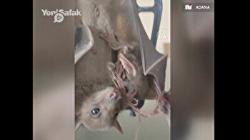 Bat and its baby rescued in Turkey