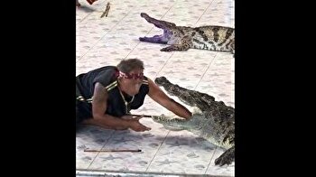 Crocodile takes a bite out of trainer’s arm in Thailand