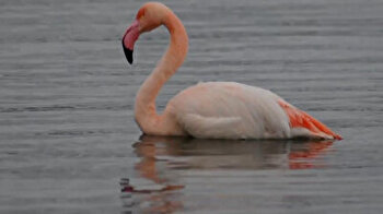 Flamingos freeze to death in central Turkey