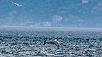 Dolphins put on show in Istanbul’s Bosphorus