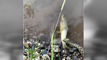 Water snake filmed catching fish in stream