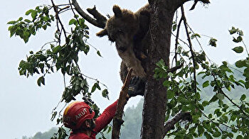 Bear stuck up on tree rescued by Turkish search and rescue team
