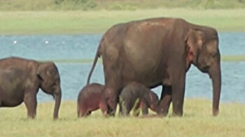 Rare baby elephant twins spotted in Sri Lanka