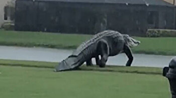 Massive alligator takes tour around Florida golf course