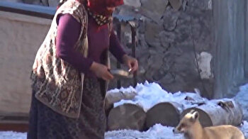 Merciful woman handfeeds fox visiting her house every day in Turkey
