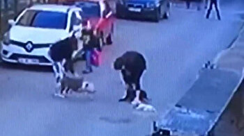 Pit bull terror: Dogs kill mama cat trying to protect litter in Turkey