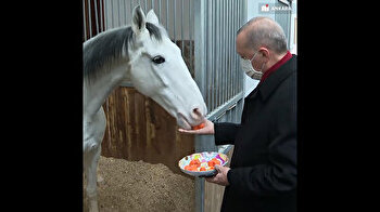 Erdogan handfeeds majestic horses in Turkey