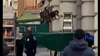 Rescuers catch racoon in tarp after it falls off ledge of NYC building