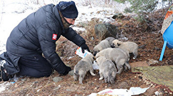 Every day, Turkish man walks 5 km to feed shivering, hungry puppies