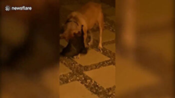 Australian man discovers bat hanging from pet dog in viral TikTok video