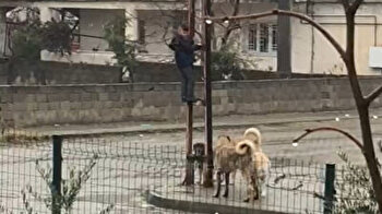شاهد.. طفل يهرب من كلاب شوارع ويحتمي بعامود كهرباء