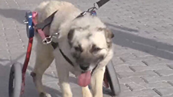 فريق إنساني يصنع مشاية تعيد القدرة على المشي لكلب مشلول