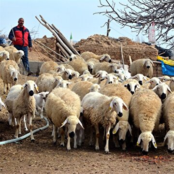 'Köyüne dönene 300 koyun’ projesinde detaylar belli oldu ve başvurular başladı.