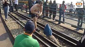 Yaramaz timsah tren raylarına girince olanlar oldu