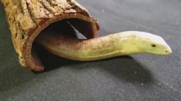 Herkes yılan sanıyor ama o bir 'bacaksız kertenkele'