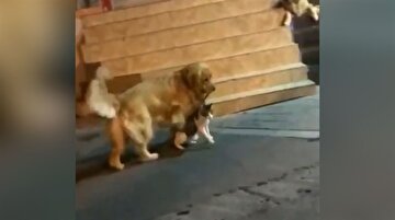 Kedilerin kavgasını ayıran golden gibi golden!