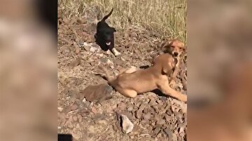 Açlıktan ölmek üzere olan 7 yavru köpeğin kurtarılışı