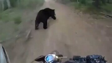 Motorcuların önüne atlayan siyah ayı korku dolu anlar yaşattı