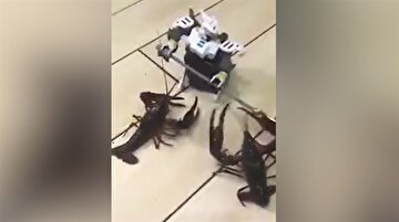 Star Wars robotu ıstakozlara karşı!