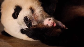 İkiz yavrusu olduğunun farkına varmayan anne panda