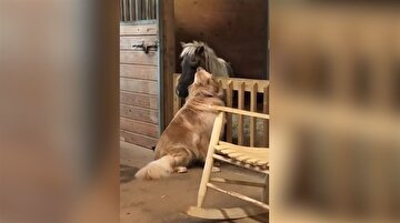 Terkedilmiş atın golden retriever ile olan bağı duygulandırdı
