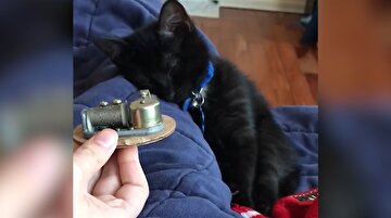 Müzik kutusuyla uyuyan sevimli siyah kedi