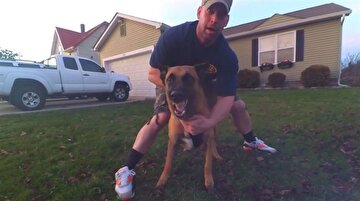 K9 Malinois cinsi köpek saldırı modunda!