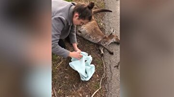 Trafik kazasında ölen kangurunun kesesinden çıkan bebek