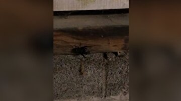 Cırcır böceğinin sesini ağır çekimle kaydetti