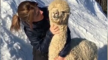 Dağ lamasına sarılan kadın o anları böyle paylaştı