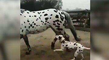 Kendini at zanneden dalmaçyalı köpek