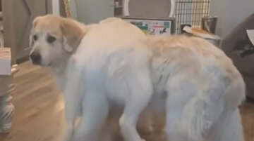 Gereksiz güç gösterisi sonrası sevimli köpeklerin gülümseten görüntüleri