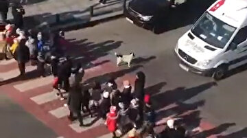 Çocukların güvenli bir şekilde karşıya geçmesine yardımcı olan sokak köpeği