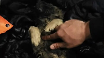 Erzurum'da donmak üzere olan yavru köpeği kalp masajı yaparak hayata döndürdü