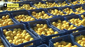 Korona salgını limon fiyatlarını fırlattı