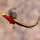 Kuşçulukta, vahşi tip, onu bu mutasyonlardan ayırmak için kırmızı-altın olarak adlandırılır.