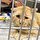 ABD'nin Minnesota eyaletindeki bir hayvan barınağına terk edilen turuncu renkteki Bruce Willis isimli kedi sahiplendirildikten bir yıl sonra tamamen değişti...