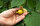 Altın çileğin dünyanın en zengin lif oranına sahip meyvesi olduğunu belirten firma satış direktörü Burak Akbulut, antioksidan oranı yüksek bir meyve olduğunu, ayrıca şeker oranı düşük olduğu için diyabet hastaları tarafından tercih edildiğini söyledi. Firma olarak yaklaşık bir yıldır altın çilek üretimine yönelik Ar- Ge çalışmaları yaptıklarını ve 5 dönümlük serada bu yıl ilk üretimi gerçekleştirdiklerini kaydeden Akbulut, “Anavatanı Güney Amerika olan bu ürün Türkiye'de Akdeniz ve Ege bölgesinde kapalı seralarda yetiştirilebiliyor" dedi.
