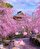 🌸 Sakura Zensen ise kiraz çiçeklerinin açması demek. Bu çiçek martın son haftası ile nisanın ilk haftası açar ve Japonya'da bu dönem kutsal sayılır. Öyle ki hava durumundan sonra bir de “Sakura Durumu” verilir. 11 kentte ikişer haftalık festivallerle kutlanan “Sakura Zensen”, Japon kültüründe hayata yeni bir başlangıcı simgeliyor. Pek çok önemli olay çiçeklerin açış gününe göre belirlenir. Mart ilk günlerinde başlayıp Mayıs ayının sonlarına kadar süren bahar, Japonlar için Hana-mi yani çiçek seyri anlamına gelmekte.⠀
