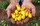 Bir yıl önce emekli olan Güngör, Karşıyaka Mahallesindeki bahçesine deneme amaçlı sarı domates ekti.
