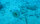 Akdeniz kıyılarında sıkça karşılaşılan bu türlerden biri de istilacı denizanası. Özellikle ekim-kasım ayları arasında göç ederken yer değiştiren ve kıyıya yakın noktalarda deniz tabanında görülen bu canlı, AÜ Su Ürünleri Fakültesi Öğretim Üyesi Prof. Dr. Mehmet Gökoğlu, tarafından görüntülendi.<br>