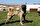 Uzman Kangal yetiştiricisi Ümit Taşdelen, Kangal köpeğinin Arap ülkelerinden oldukça talep gördüğünü söyleyerek, “Milli değerimiz olan Kangal köpekleri namını salmaya devam ediyor.