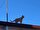 Çorum’un Sungurlu ilçesinde 4 yıldır bir binanın çatısında yaşayan ve tüm çabalara rağmen indirilemeyen kedi, ilçenin maskotu oldu. Çatıyı terk etmeyen kediyi bölgedeki esnaf besliyor.<br>