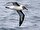 Martının kuzeni albatros abimiz 4. sırada
