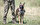 Gemlik ilçesinde bulunan Askeri Veteriner Okulu ve Eğitim Merkezi Komutanlığı kışlasındaki Köpek Üretim ve Eğitim Tabur Komutanlığında TSK'nın ihtiyaçları doğrultusunda 7 farklı branşta köpek yetiştiriliyor.<br><br>