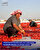 Girişimcilerden Muzaffer Işıklı, son 2 yıldır kentte kurutmalık domates yetiştirdiğini söyledi